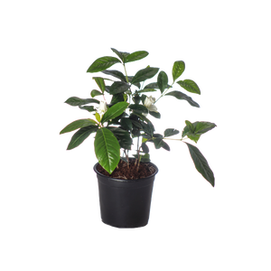 Gardenia Green - Pot Size 15Cm