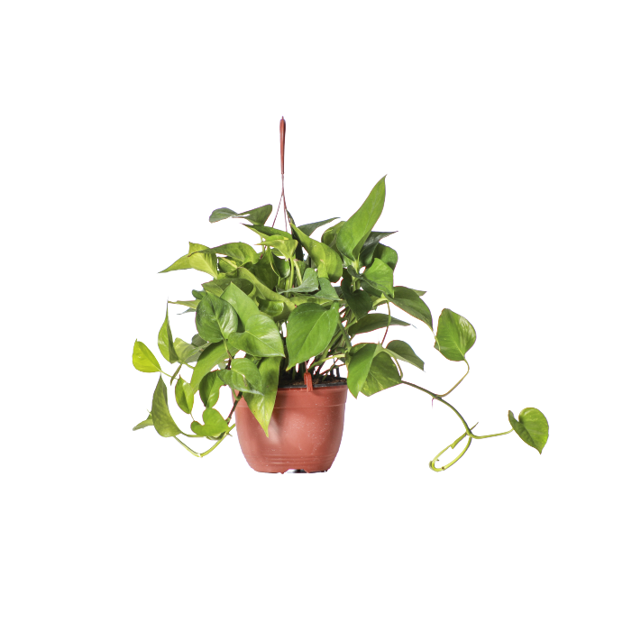 Money Plant - Pothos - Pot Size 15Cm