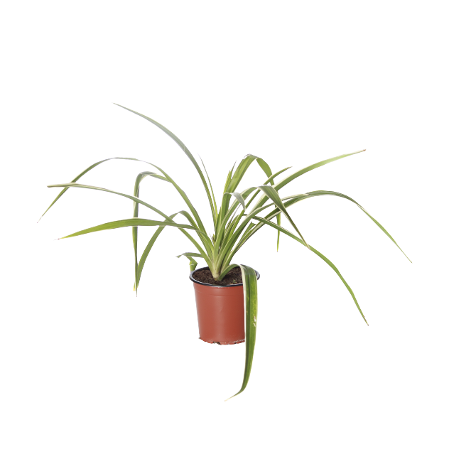Buy Spider Plant - Pot Size 12cm Online | Agriculture Plants | Qetaat.com