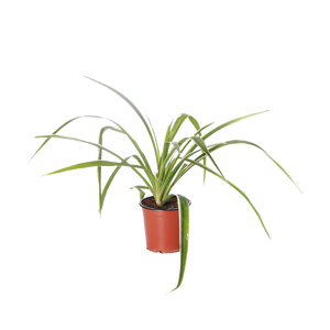 Spider Plant - Pot Size 12Cm