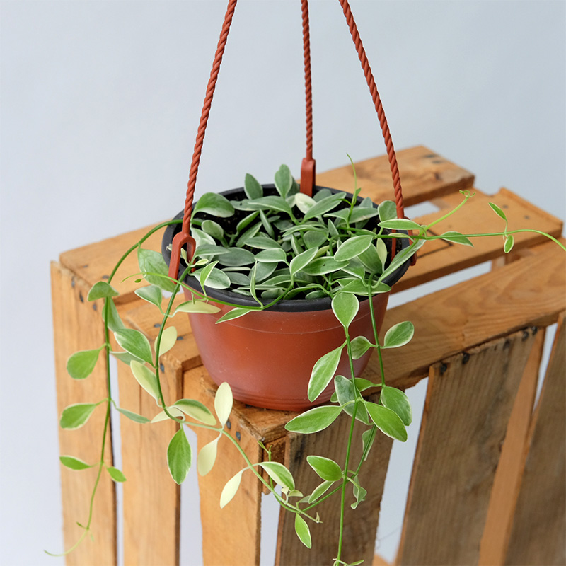 Buy Button Orchid - Pot Size 15cm Online | Agriculture Plants | Qetaat.com