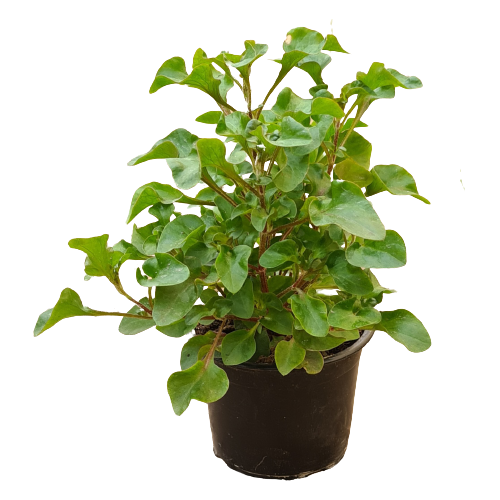Buy Alternanthera - Pot Size 8cm Online | Agriculture Plants | Qetaat.com