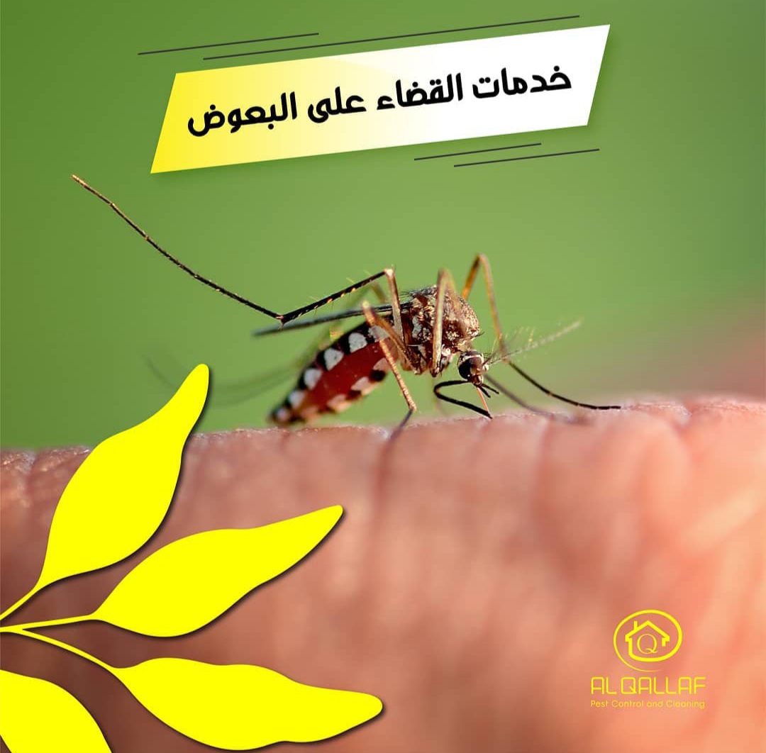 Book Pest Control Service Online | Construction Cleaning and Services | Qetaat.com