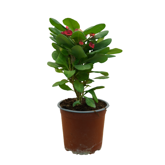 Euphorbia - Pot Size 15Cm