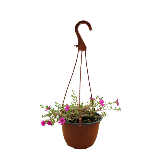 Buy Portulaca Hanging - Pot Size 15cm Online | Agriculture Plants | Qetaat.com