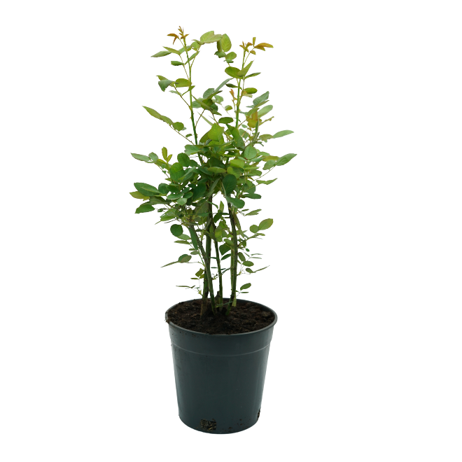 Buy Sultani Rose - Pot Size 21cm Online | Agriculture Plants | Qetaat.com