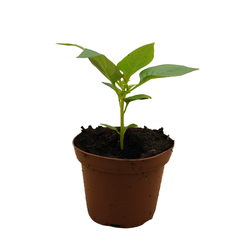 Buy Celosia - Pot Size 8cm Online | Agriculture Plants | Qetaat.com