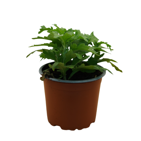 Buy Chrysanthemum - Pot Size 12cm Online | Agriculture Plants | Qetaat.com
