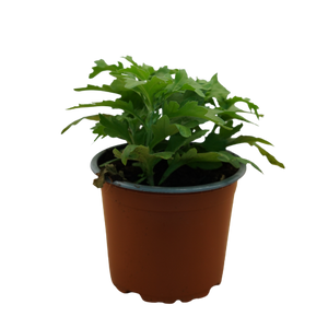 Chrysanthemum - Pot Size 12Cm