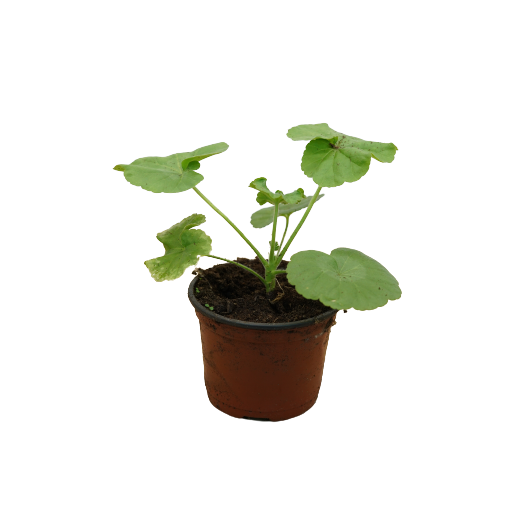 Buy Geranium - Pot Size 9cm Online | Agriculture Plants | Qetaat.com