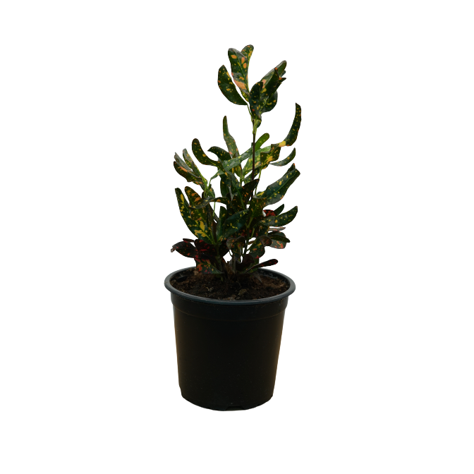 Buy Codiaeum Bush On Fire - Pot Size 15cm Online | Agriculture Plants | Qetaat.com