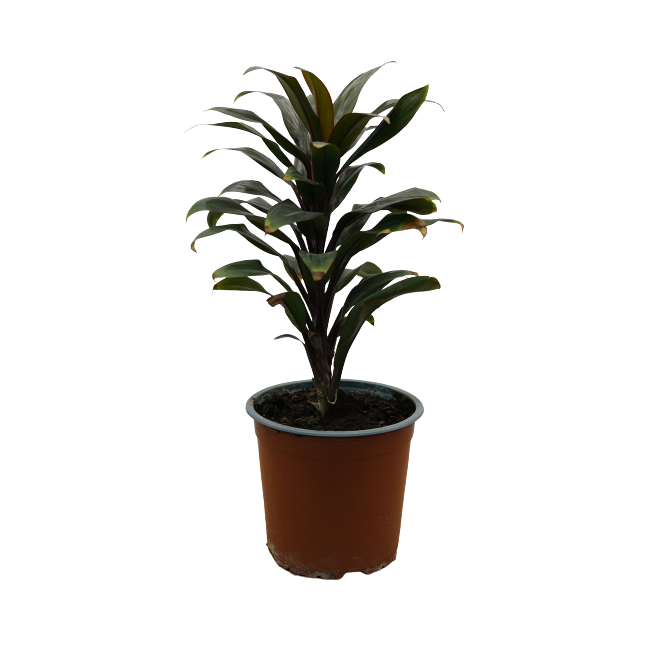 Buy Dracaena Purple Compacta - Pot Size 15cm Online | Agriculture Plants | Qetaat.com