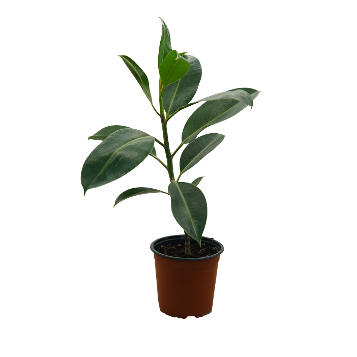 Buy Ficus Elastica - Pot Size 15cm Online | Agriculture Plants | Qetaat.com