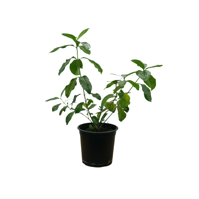Buy Gardenia - Pot Size 24cm Online | Agriculture Plants | Qetaat.com