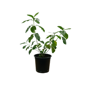 Gardenia - Pot Size 24Cm