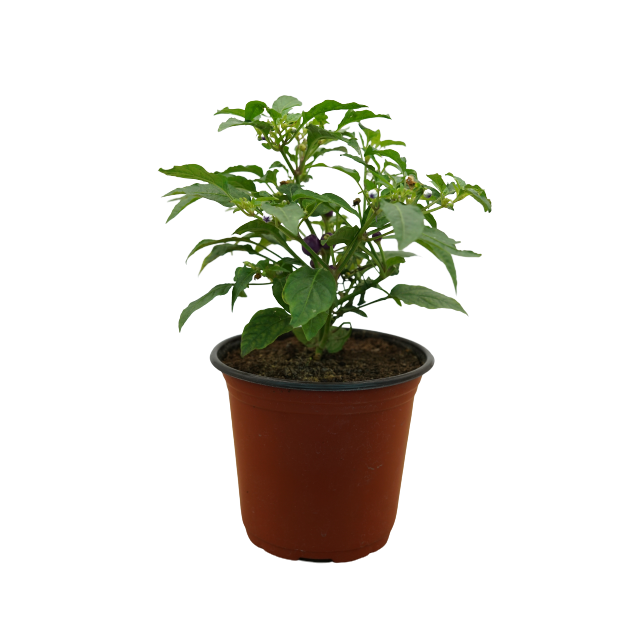 Buy Hot Pepper - Pot Size 8cm Online | Agriculture Plants | Qetaat.com