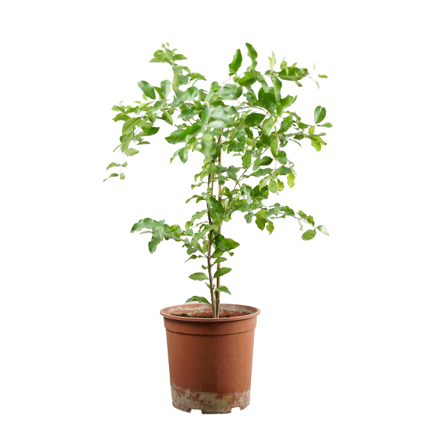 Buy Indian Cherry - Pot Size 27cm Online | Agriculture Plants | Qetaat.com
