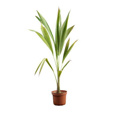 Buy Coconut - Pot Size 27cm Online | Agriculture Plants | Qetaat.com