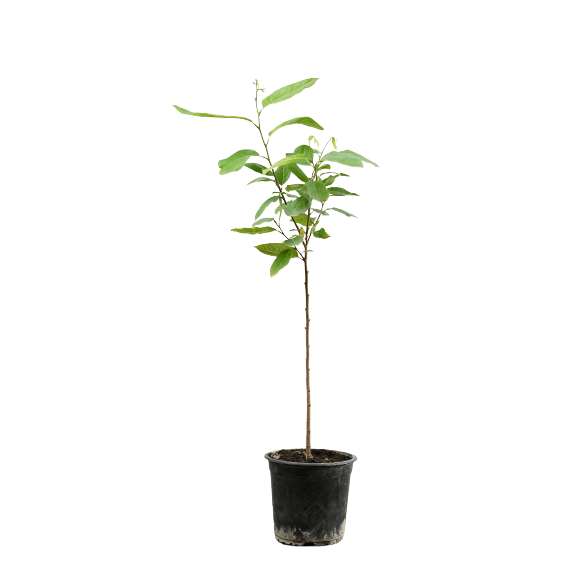 Buy Custard Apple (Sharrefa) - Pot Size 15cm Online | Agriculture Plants | Qetaat.com