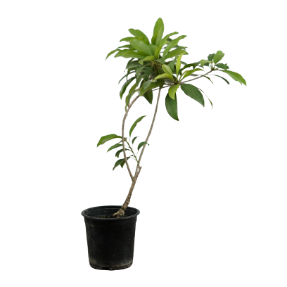 Indian Grafted Chikoo - Pot Size 15Cm