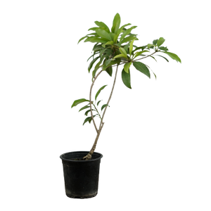 Indian Grafted Chikoo - Pot Size 15Cm