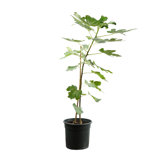 Buy Fig - Pot Size 15cm Online | Agriculture Plants | Qetaat.com