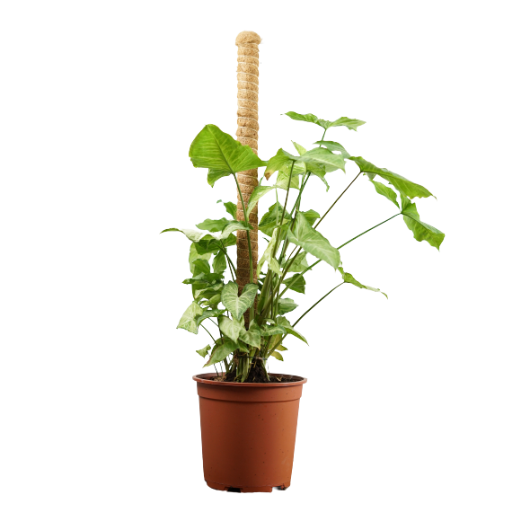 Buy Syngonium Stick - Pot Size 27cm Online | Agriculture Plants | Qetaat.com