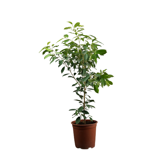 Golden Ficus - Pot Size 15Cm