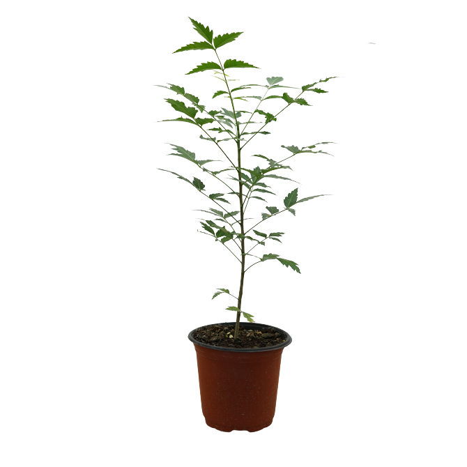 Neem - Pot Size 15Cm