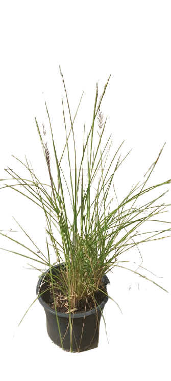 Buy Pennisetum Grass - Green Online | Agriculture Plants | Qetaat.com