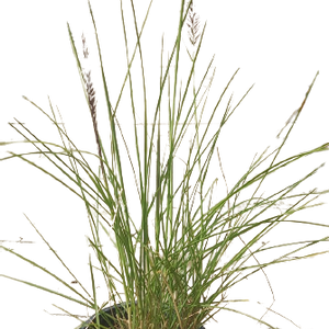 Pennisetum Grass - Green