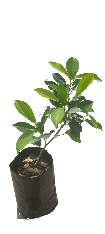 Buy Golden Ficus Online | Agriculture Plants | Qetaat.com