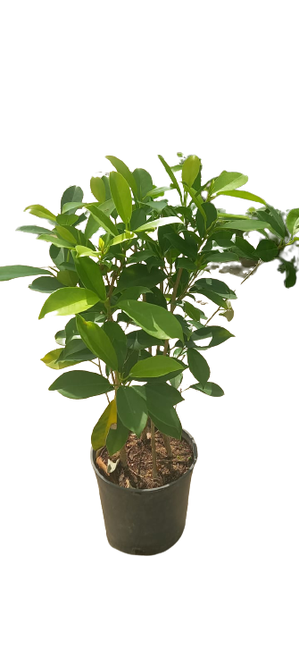 Buy Golden Ficus Online | Agriculture Plants | Qetaat.com