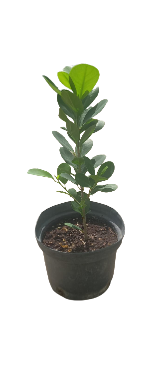 Buy Ficus Panda Online | Agriculture Plants | Qetaat.com