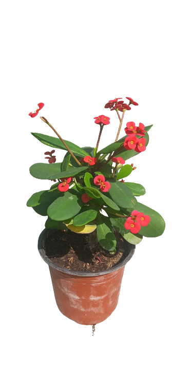 Buy Euphorbia Online | Agriculture Plants | Qetaat.com