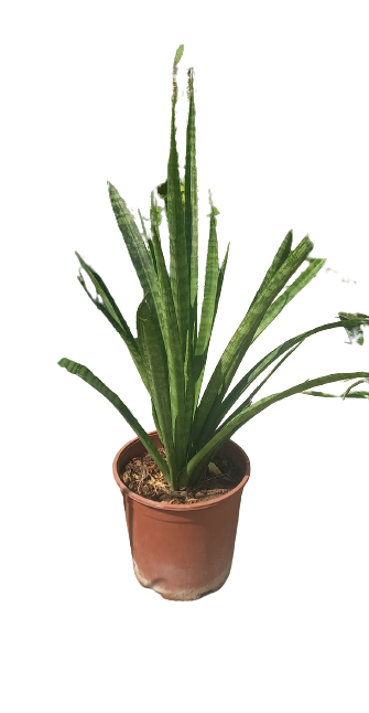 Buy Sansevieria Tiger Online | Agriculture Plants | Qetaat.com