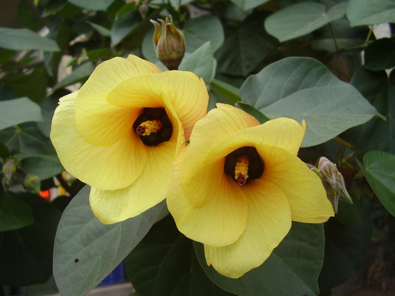 Buy Hibiscus Telecious - Pot Size 15cm Online | Agriculture Plants | Qetaat.com