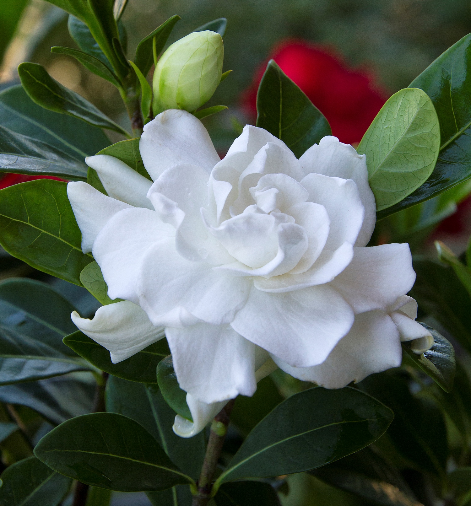 Buy Gardenia Green - Pot Size 15cm Online | Agriculture Plants | Qetaat.com