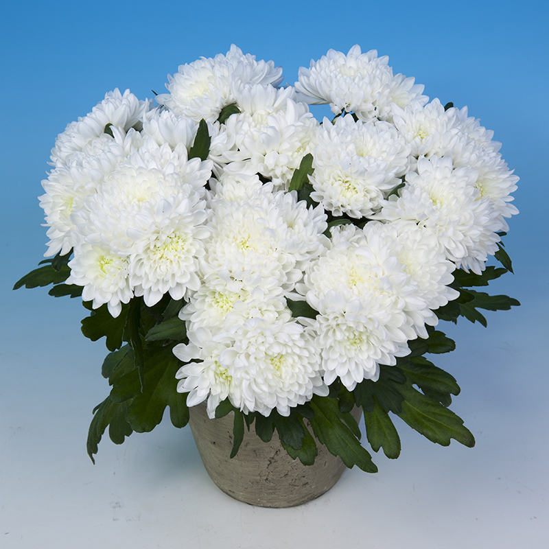 Buy Chrysanthemum - Pot Size 12cm Online | Agriculture Plants | Qetaat.com