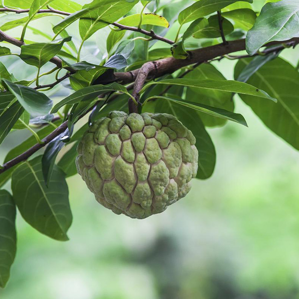 Buy Custard Apple (Sharrefa) - Pot Size 15cm Online | Agriculture Plants | Qetaat.com