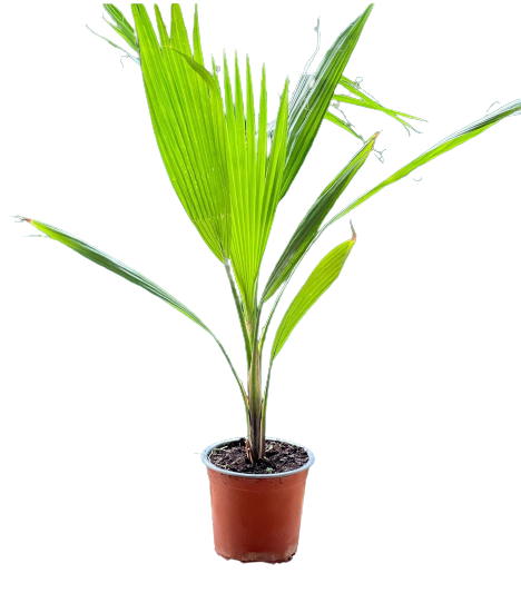 Buy Washingtonia - Pot Size 15cm Online | Agriculture Plants | Qetaat.com