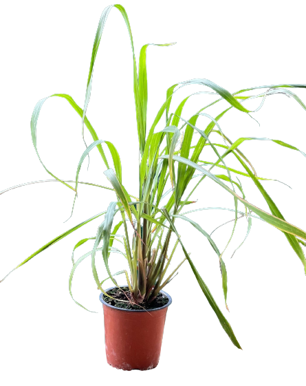 Buy Lemon Grass - Pot Size 12cm Online | Agriculture Plants | Qetaat.com