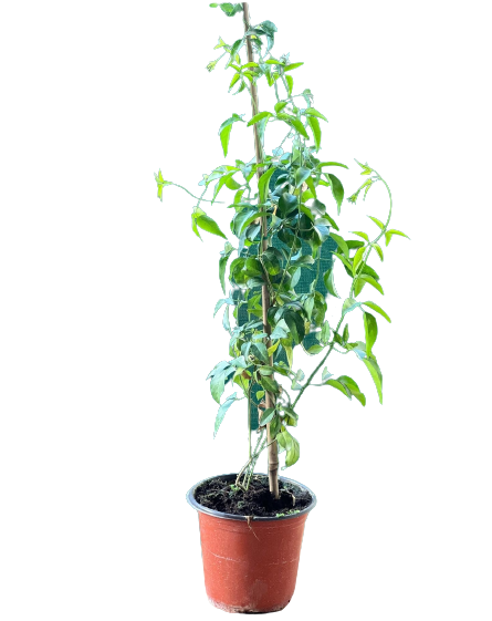 Buy Jasminium Baharin - Pot Size 15cm Online | Agriculture Plants | Qetaat.com