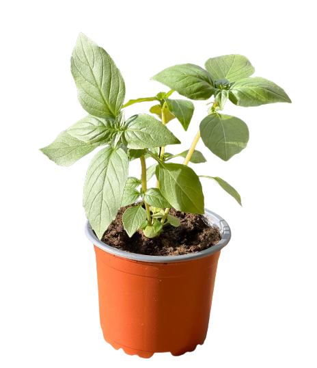 Buy Basil - Pot Size 12cm Online | Agriculture Plants | Qetaat.com