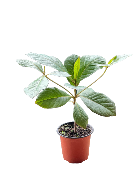 Buy Almond Plant - Pot Size 15cm Online | Agriculture Plants | Qetaat.com