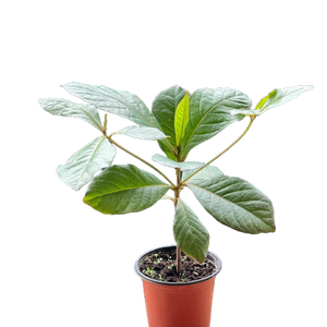 Almond Plant - Pot Size 15Cm