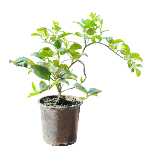 Buy Bahraini Lemon - Pot Size 15cm Online | Agriculture Plants | Qetaat.com