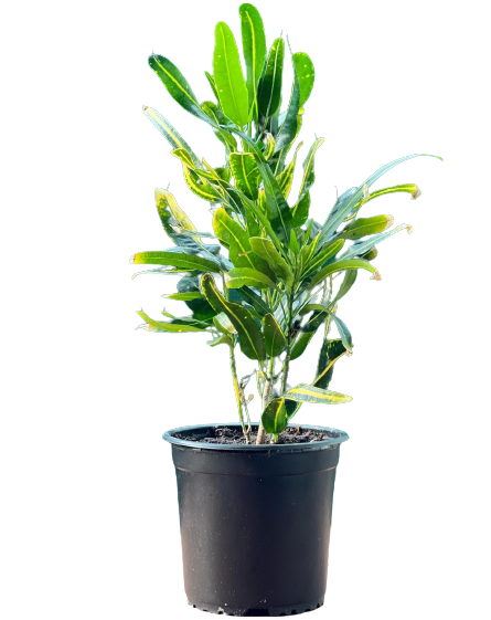 Buy Codiaeum Yellow Banana - Pot Size 15cm Online | Agriculture Plants | Qetaat.com