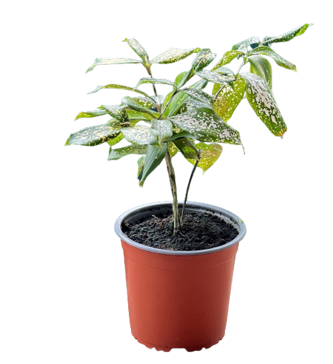 Buy Dracaena Godseffiana - Pot Size 15cm Online | Agriculture Plants | Qetaat.com