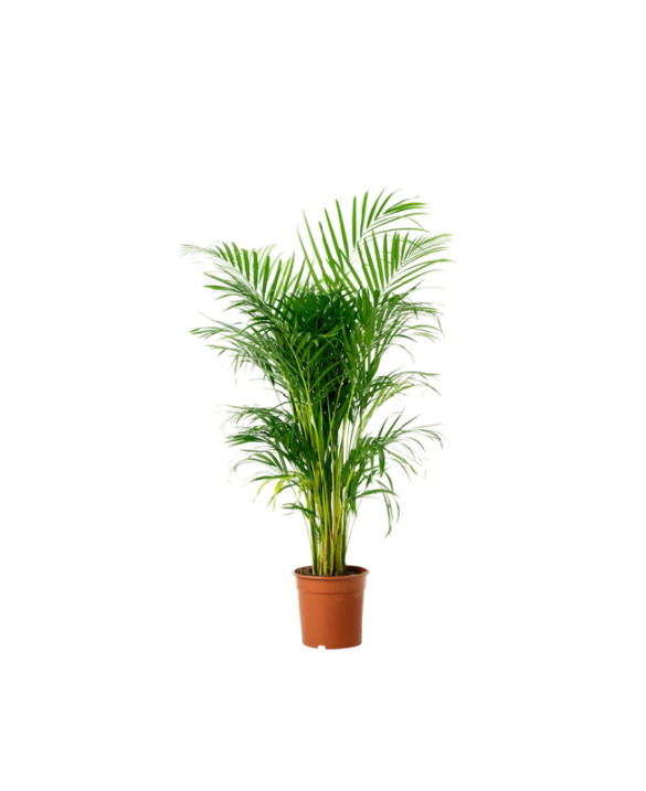 Buy Areca Palm Thailand - 100-150cm Online | Agriculture Plants | Qetaat.com